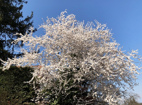 Prunus_en_fleur.jpg