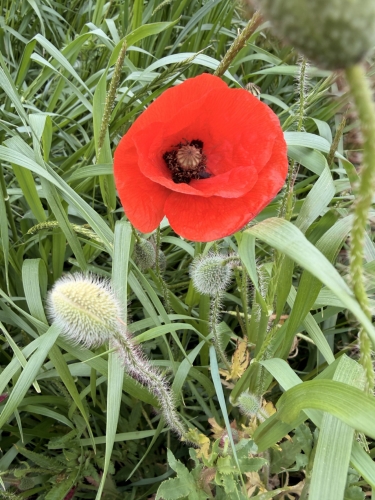 Coquelicot.jpg